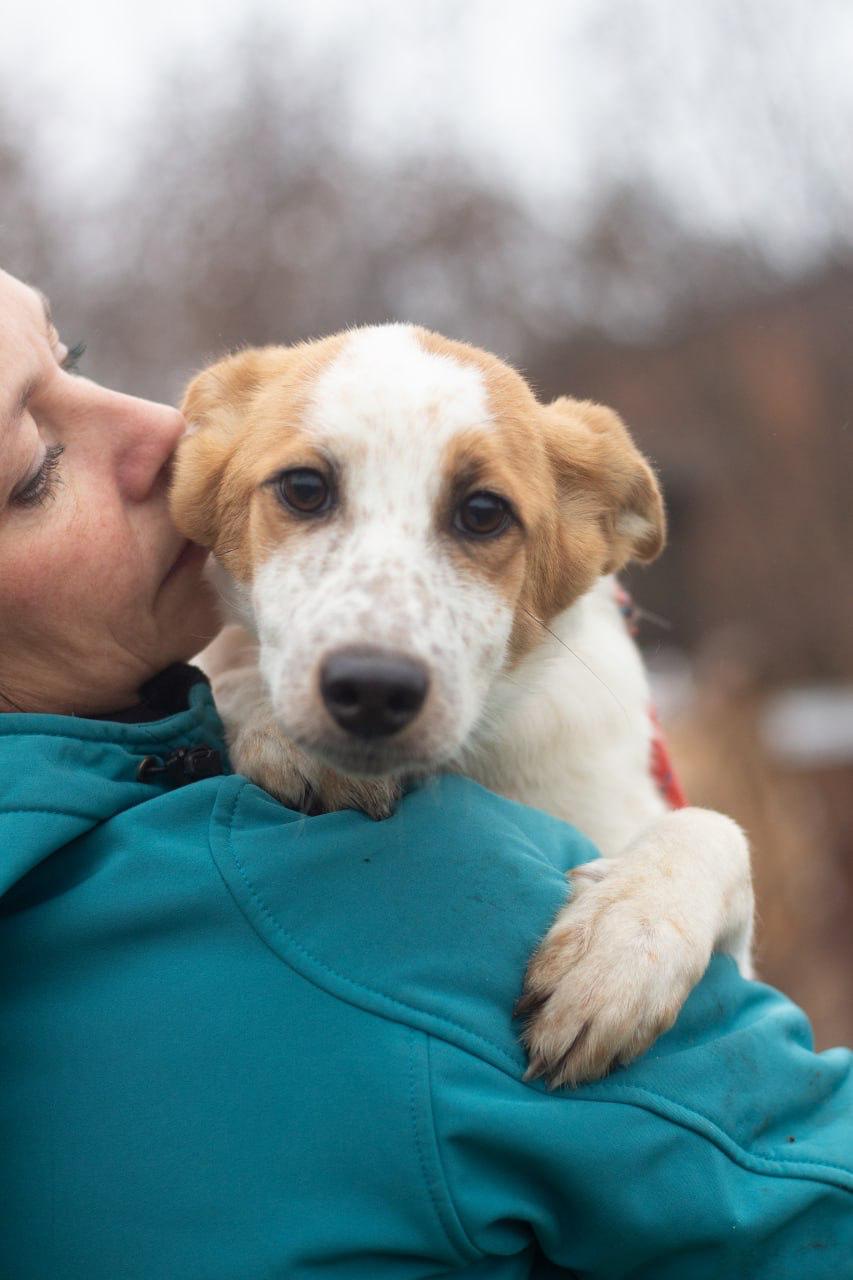 Chiens à adopter